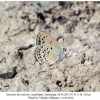 satyrium hyrcanicum turanchay female6